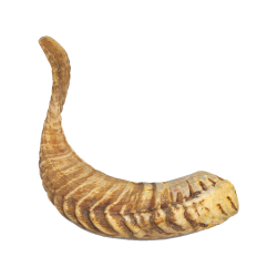 Arquivet - Corne de bélier