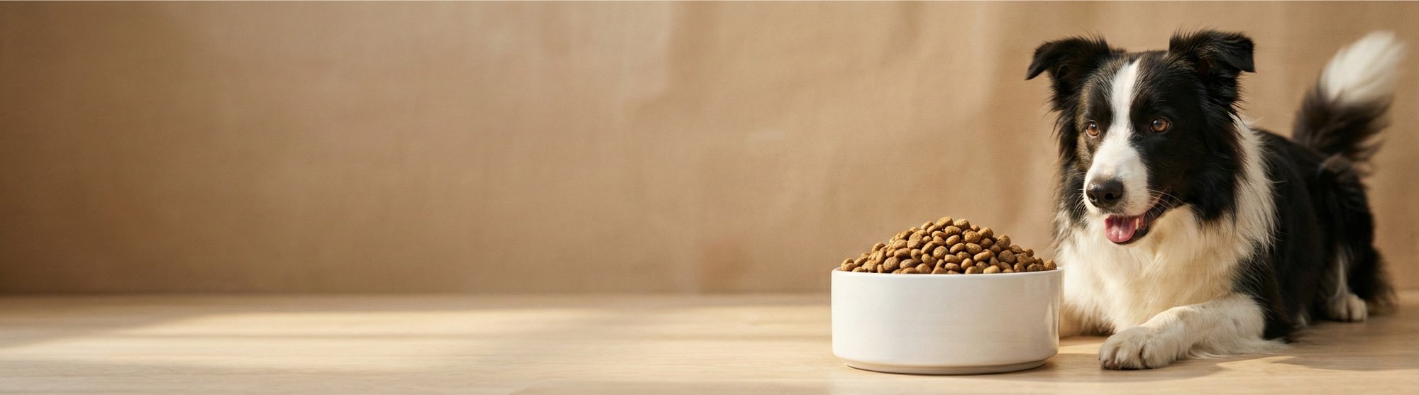 Alimentation premium pour votre compagnon