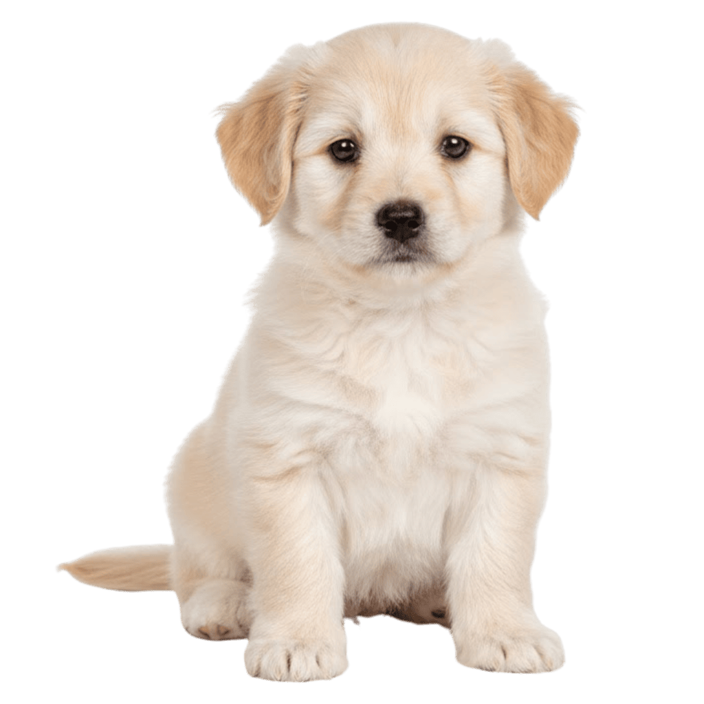 Chiot